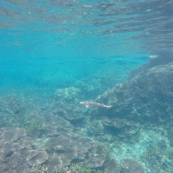 Reefshark